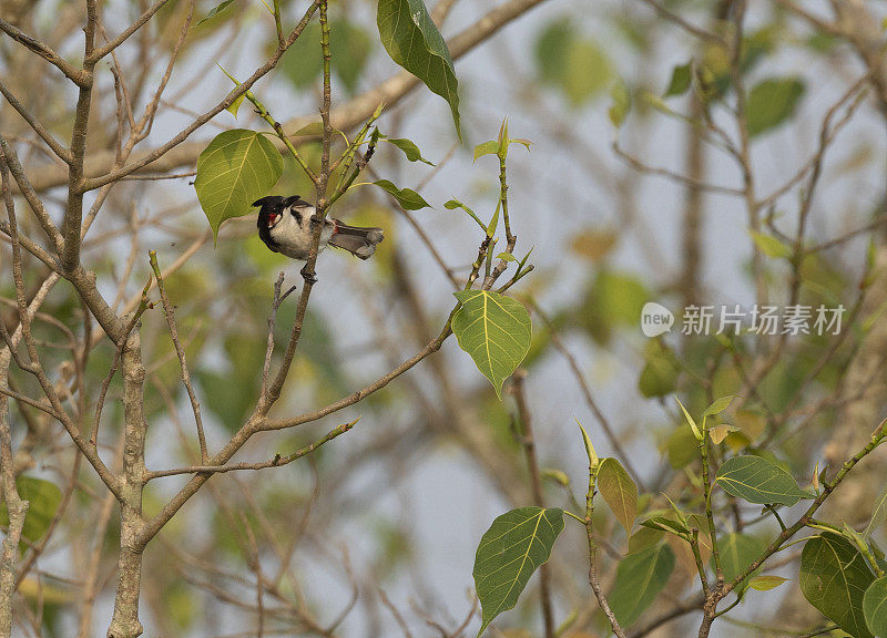 红须球头，Pycnonotus jocosus:印度Sundarbans NP